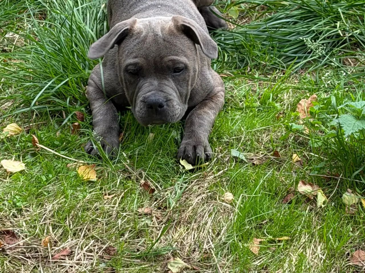Billede 6 - Staffordshire - Old English Bulldog