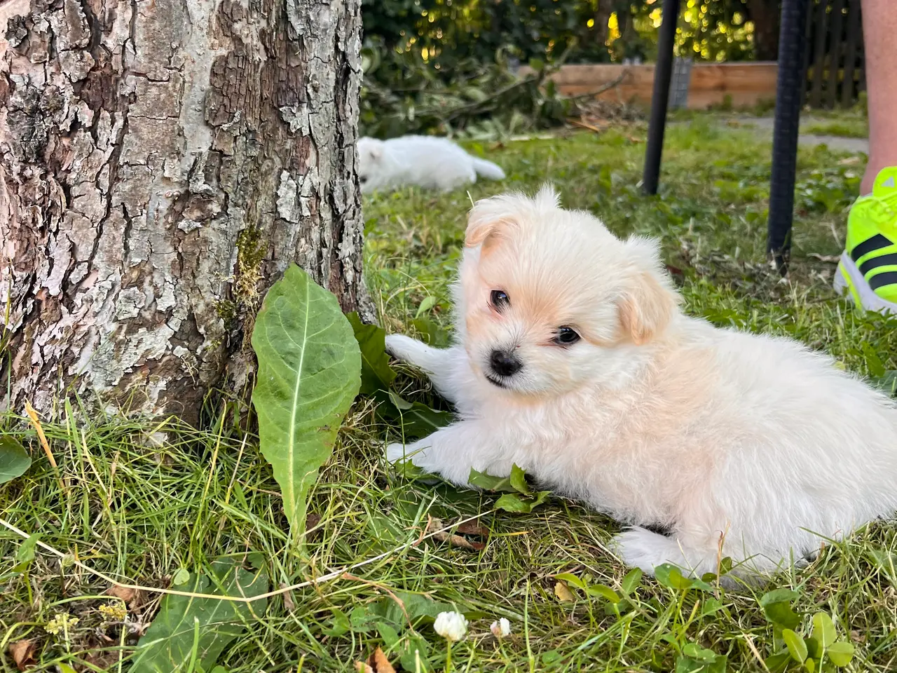 Billede 1 - 🐶 Små kælende Malitpoom 🐶 