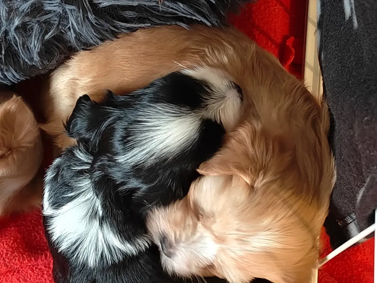 Billede 6 - 🐶SOLGT🐶Hava hvalpe