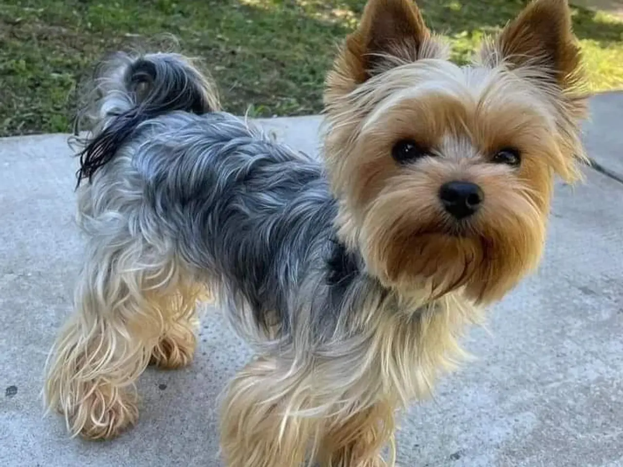 Billede 6 - Yorkshire Terrier Hvalpe