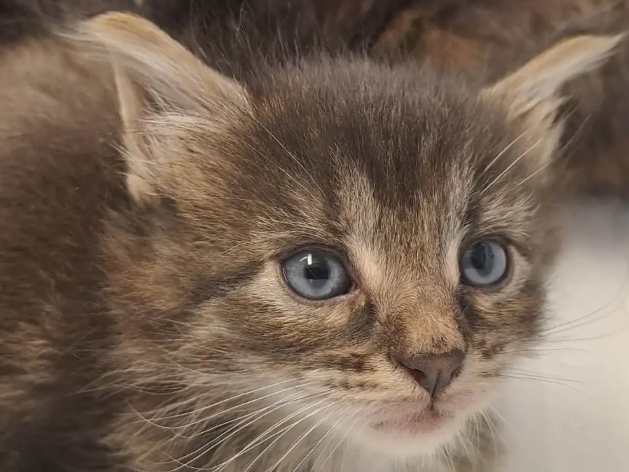 Billede 5 - Maine Coon mor Norsk Skovkat far
