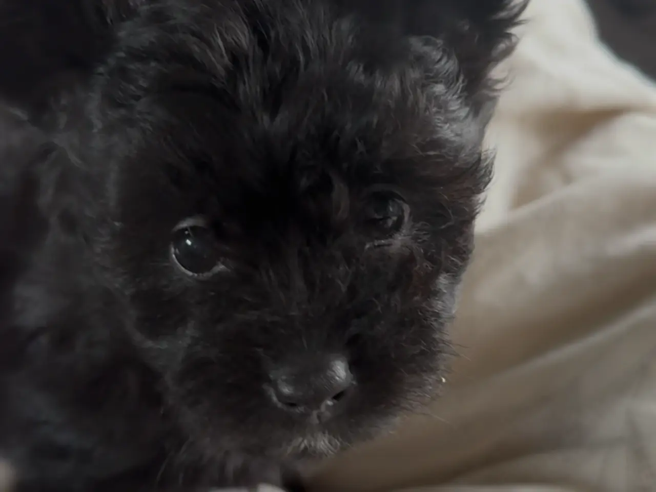 Billede 2 - Pomapoo tæve