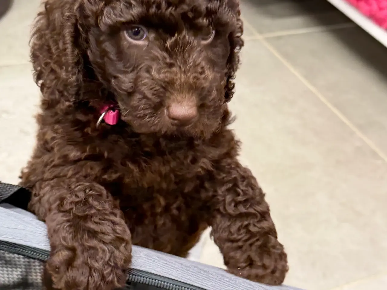Billede 11 - 🤎🐾 5 skønne Cockapoo-piger i chokoladebrun 🐾🤎