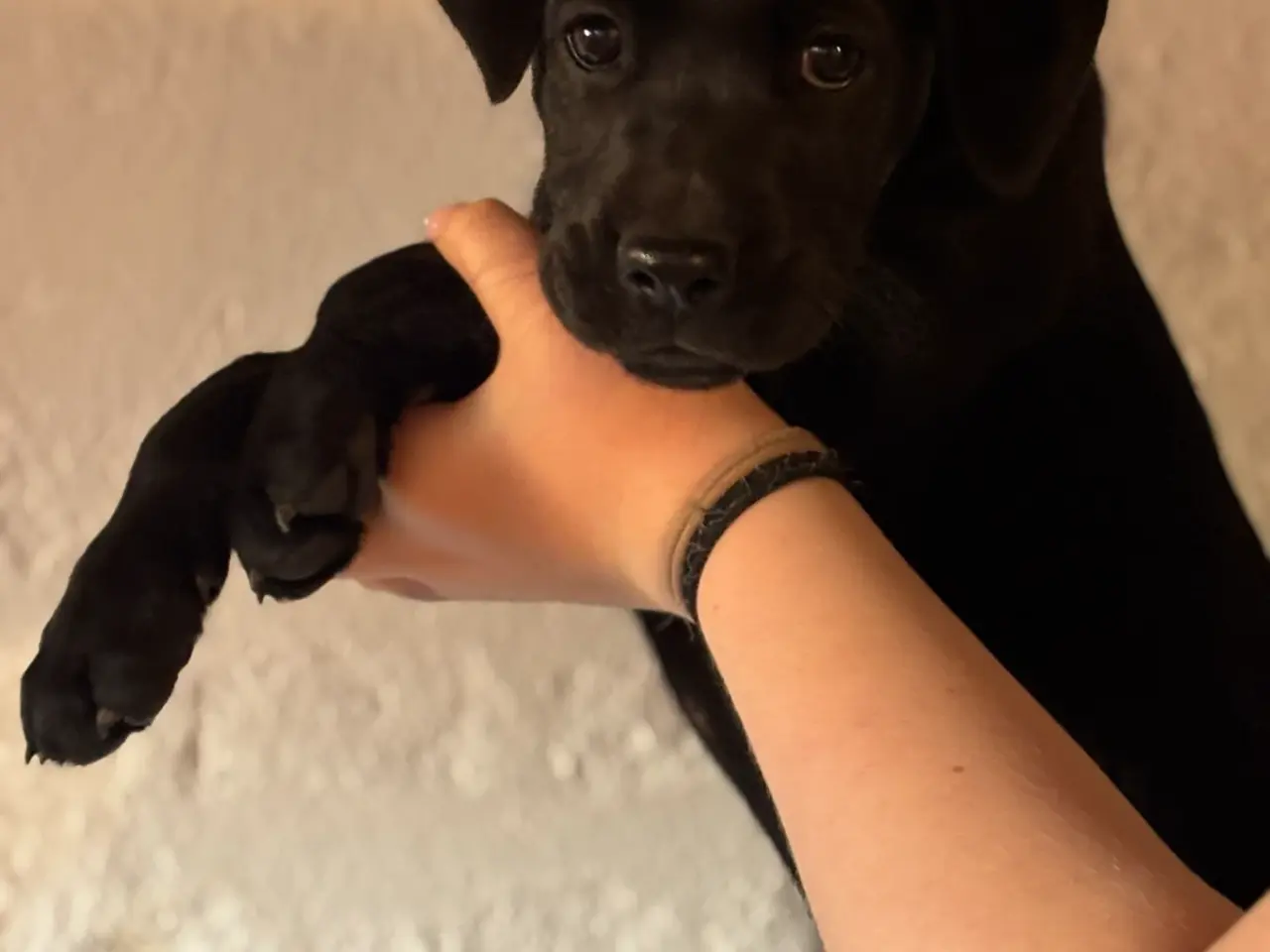 Billede 5 - Labrador blandinger