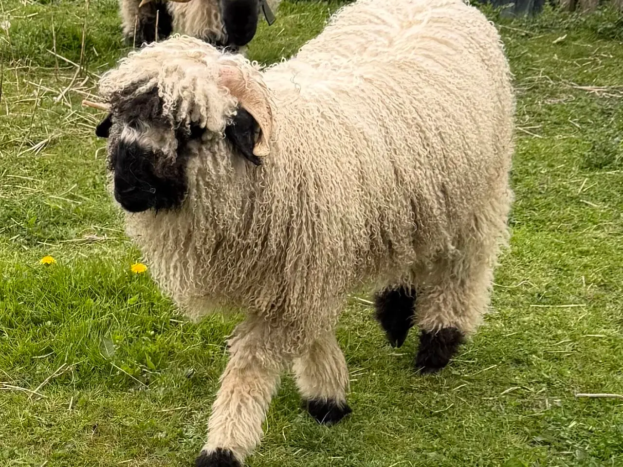 Billede 10 - 2 vædder lam valais blacknose
