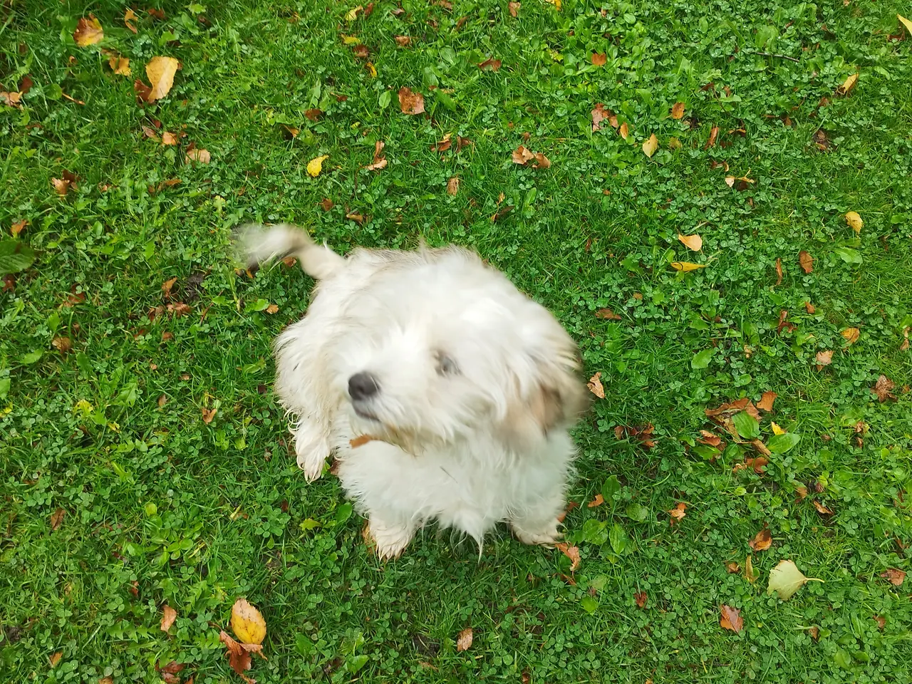 Billede 4 - Havanais/Coton de Tulear