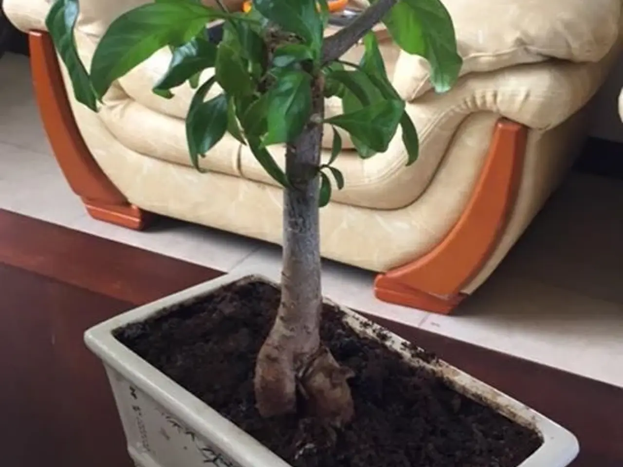 Billede 7 - 35 BaoBab frø