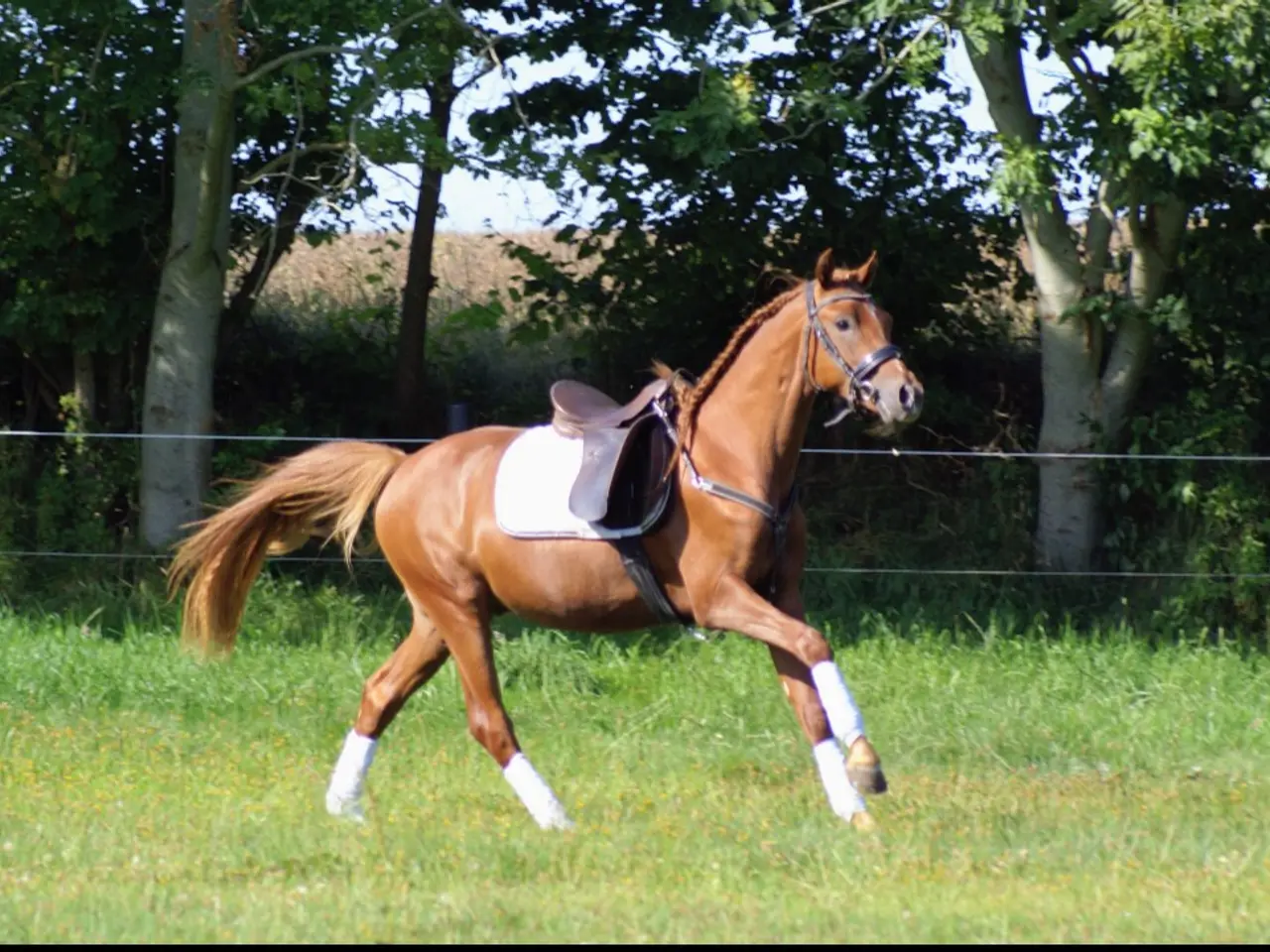 Billede 1 - Dansk Sports pony kat. 1