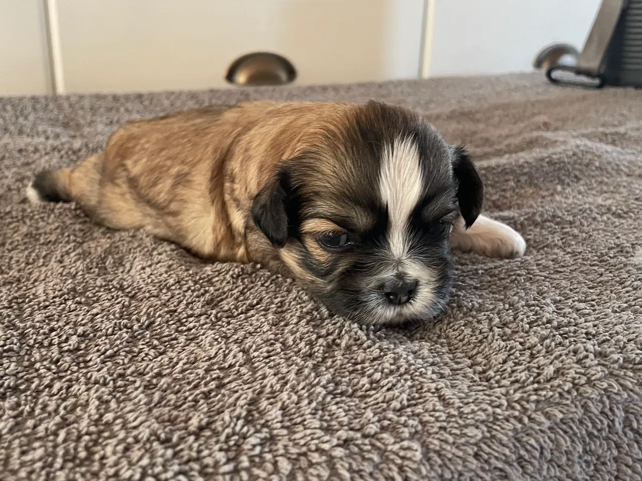 Billede 7 - Shih Tzu/ cavalier blanding 🌸
