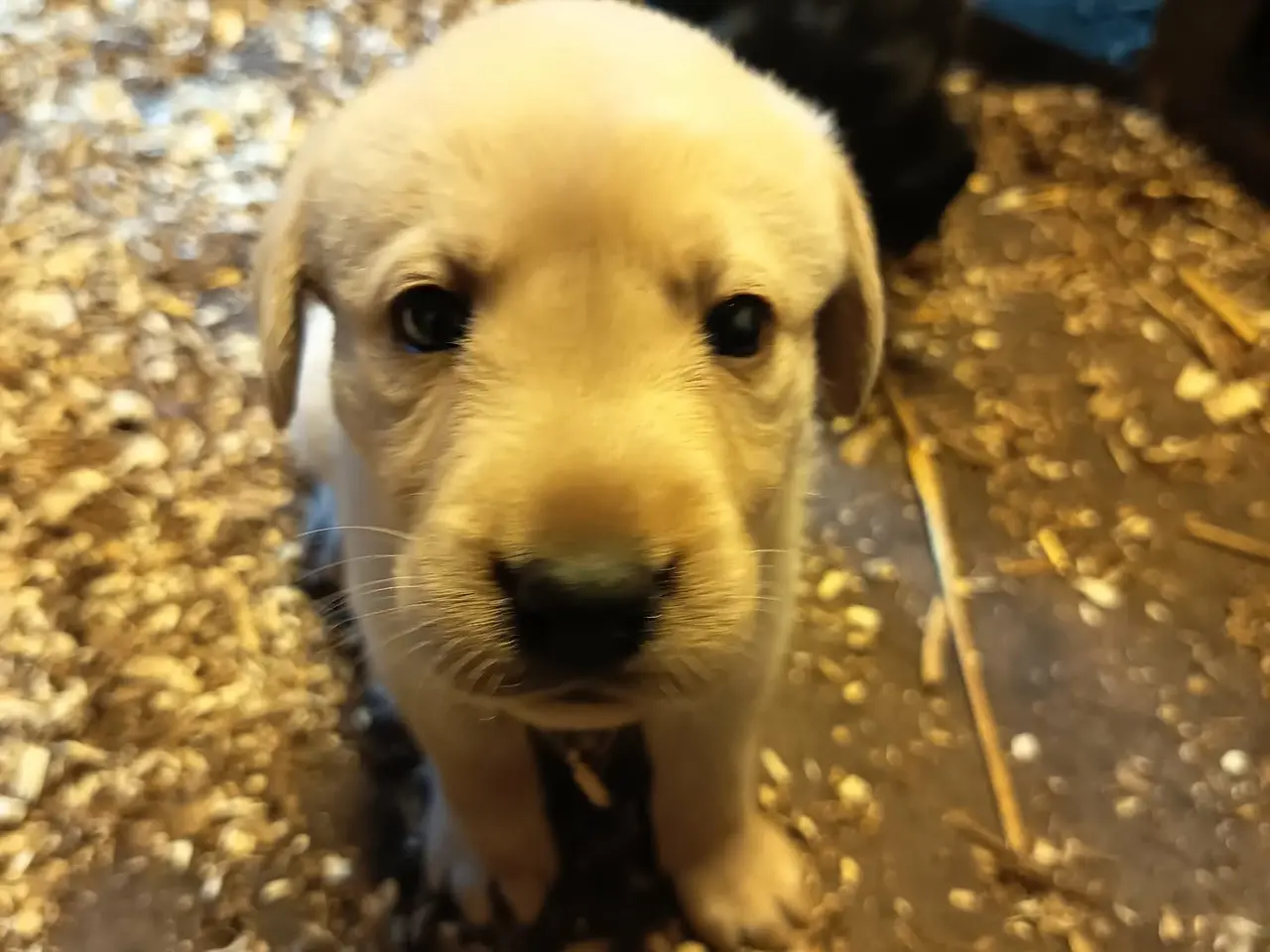 Billede 7 - Labrador hvalpe, sorte og gule.