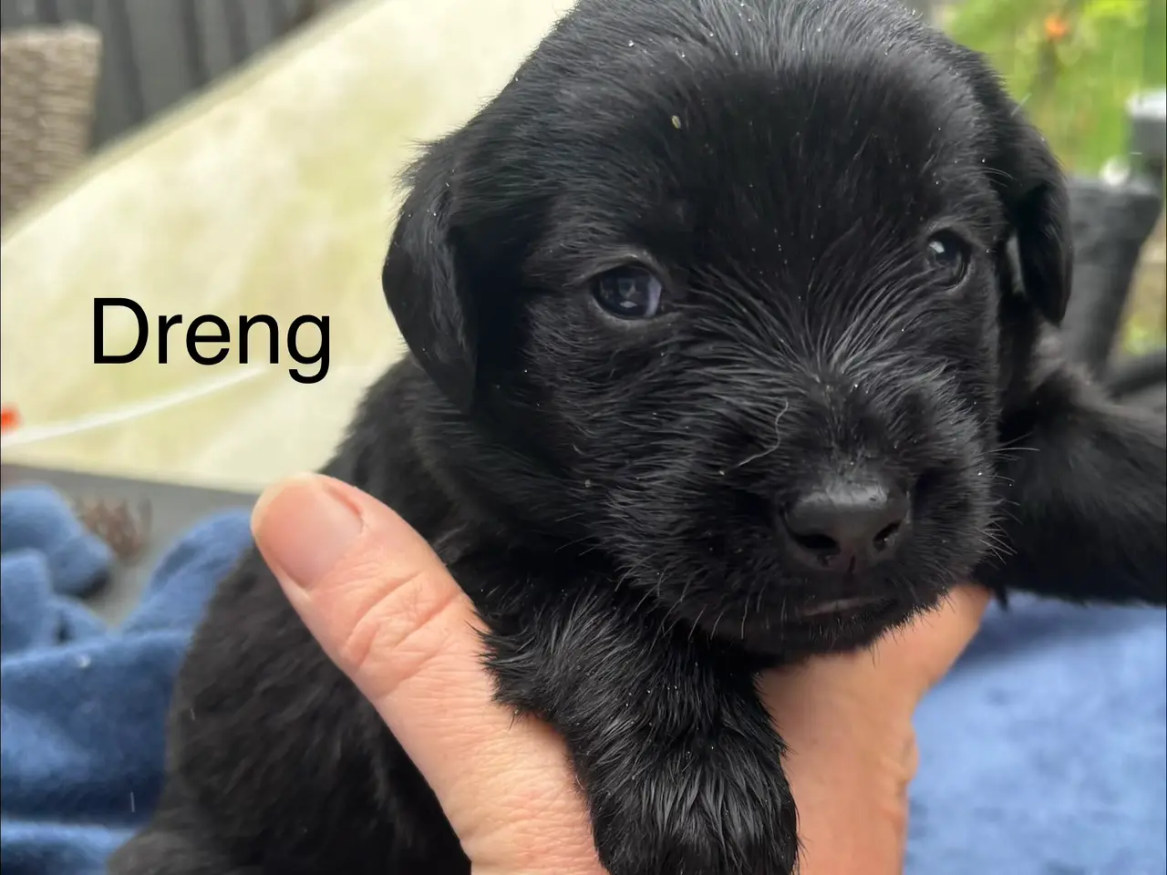 Billede 8 - Dejlige double doodle af labra og goldendoodle