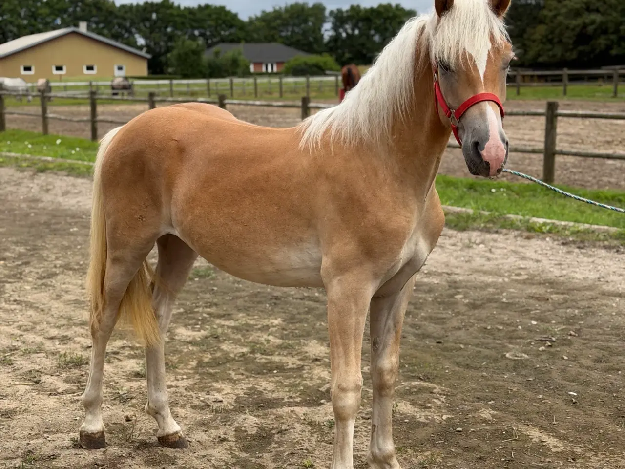 Billede 2 - Haflinger