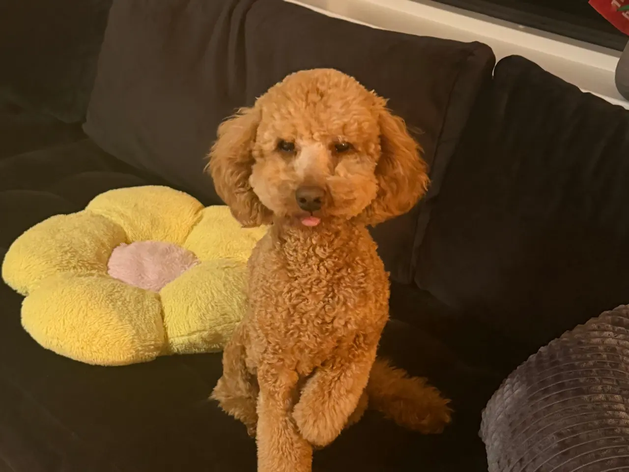 Billede 8 - 🐩 Dværgpuddel han tilbydes til parring 🐩
