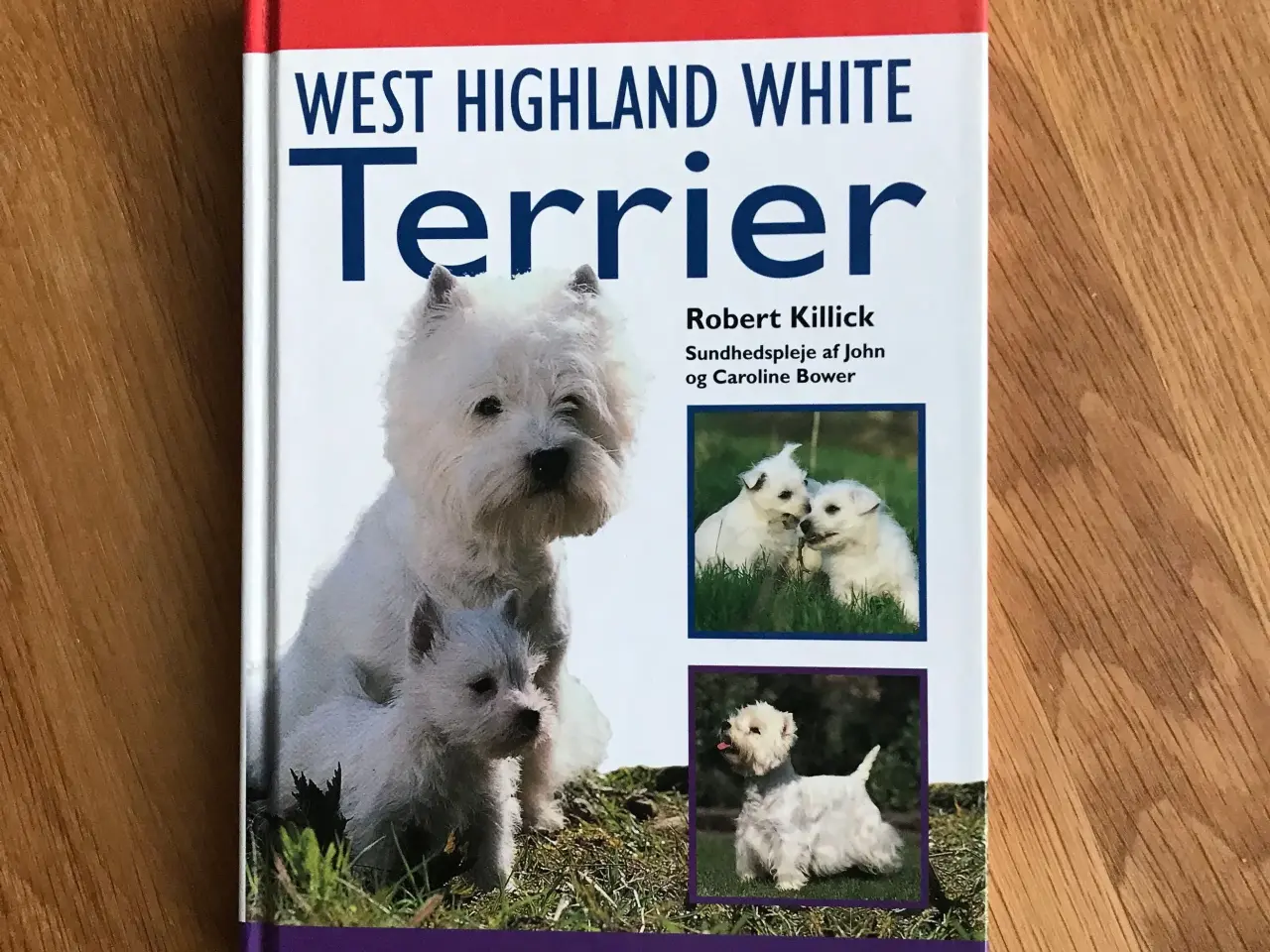Billede 1 - West Highland White Terrier