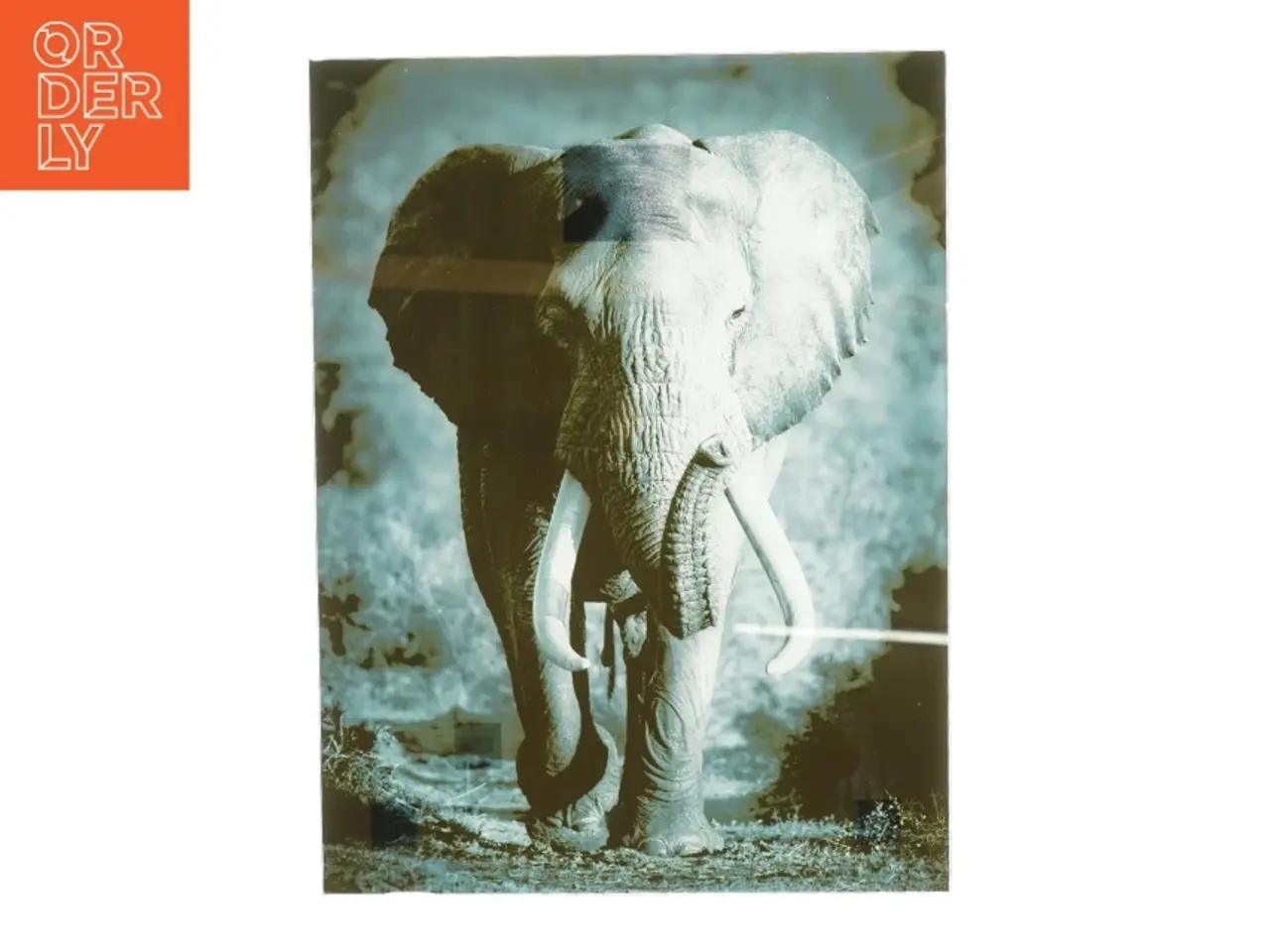 Billede 1 - Glasramme med elefant billede (str. 54 x 41 cm)