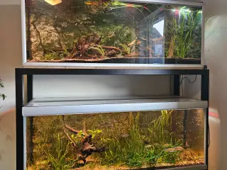 Akvariereol.