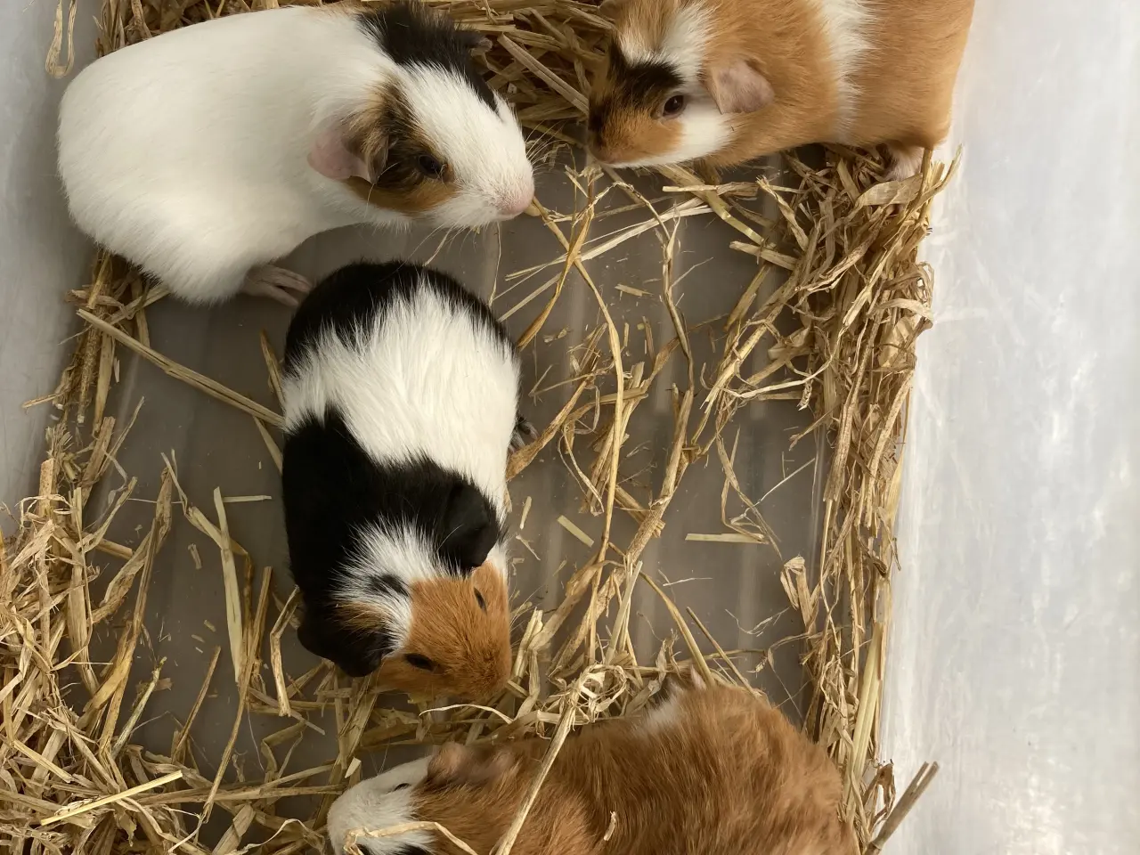 Billede 1 - Korthåret Marsvin unger 🐹