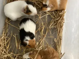 Korthåret Marsvin unger 🐹