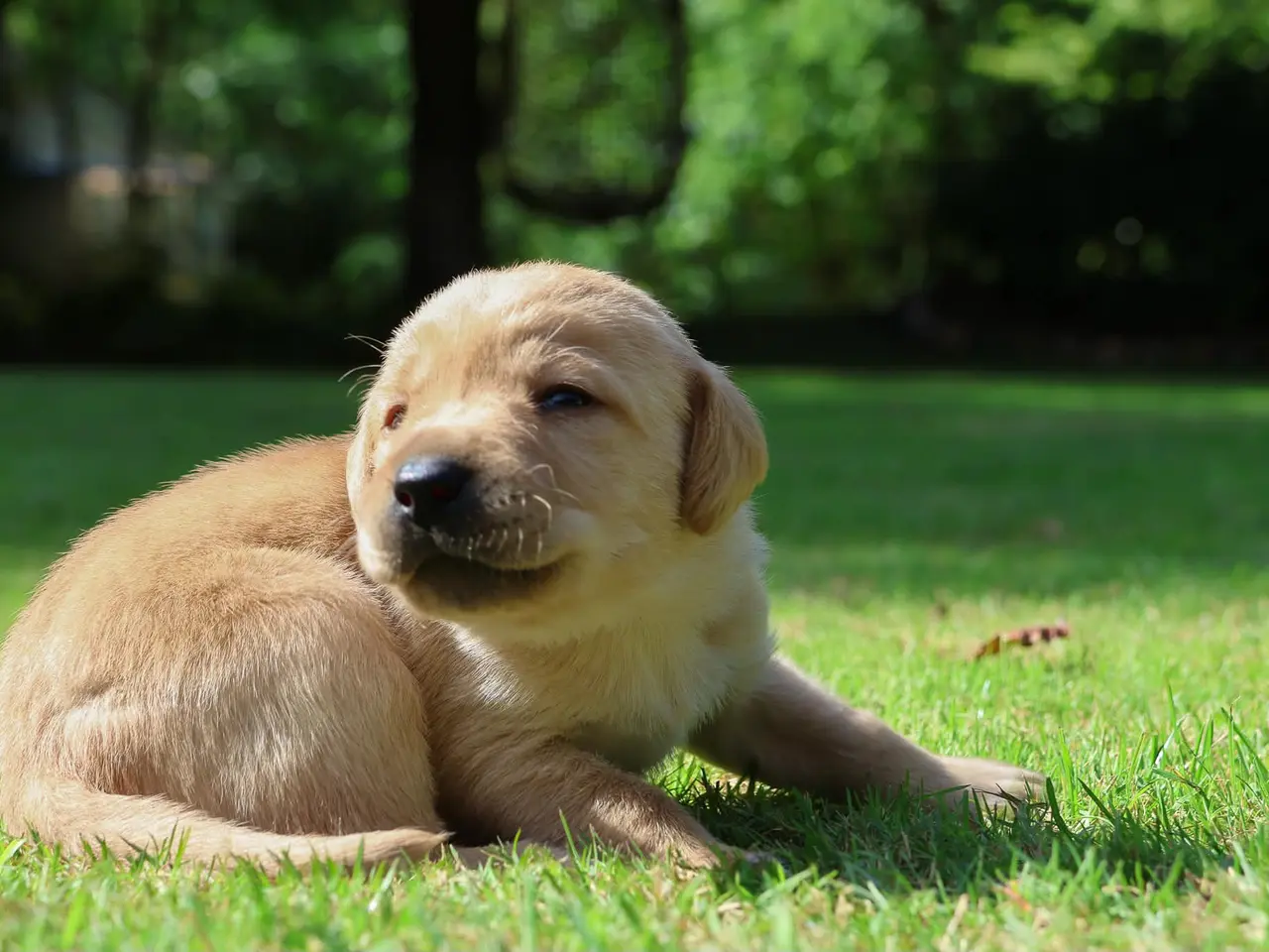 Billede 3 - LABRADOR HVALPE SØGER GODE HJEM