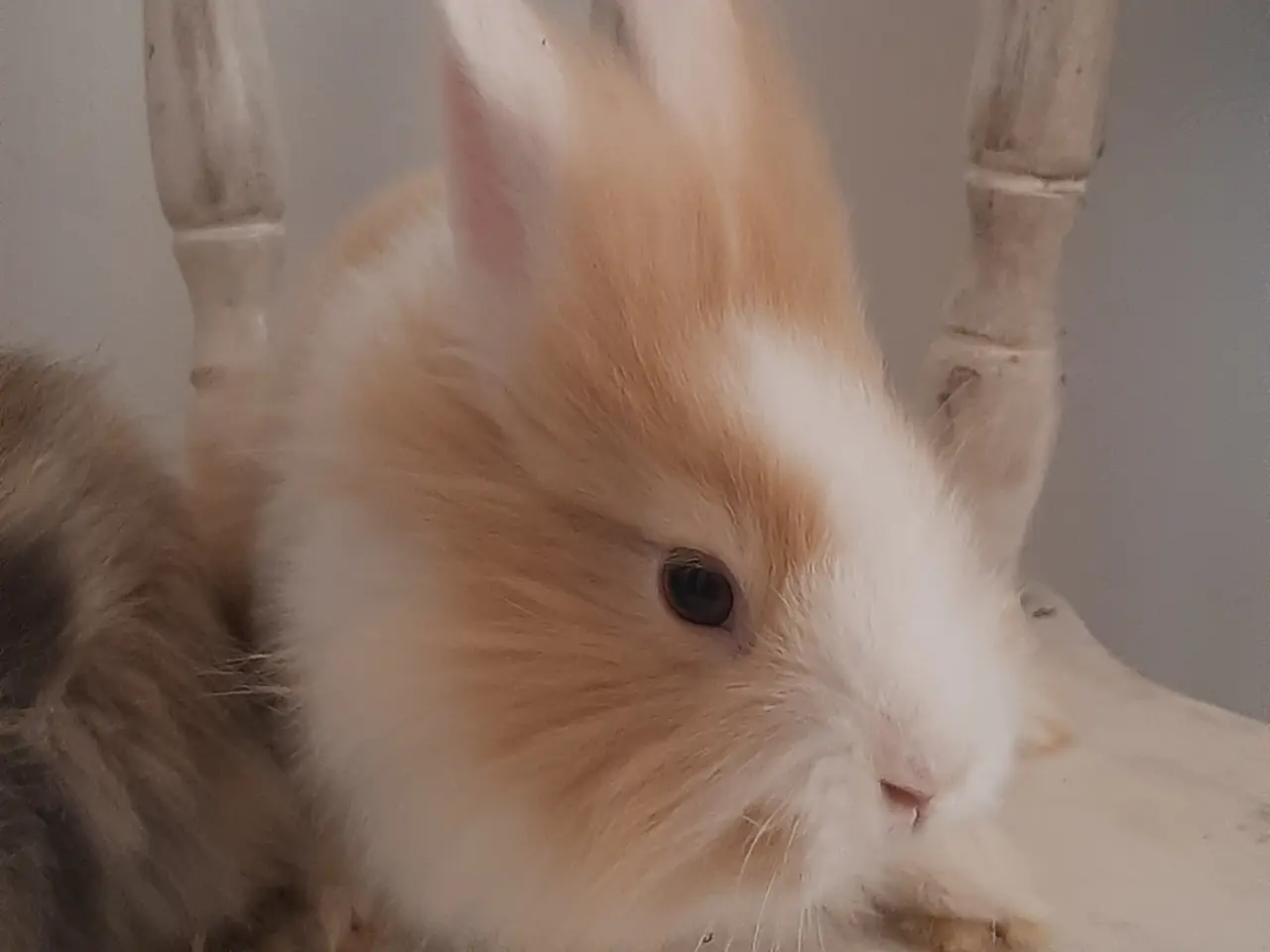Billede 4 - (1200kr for 2)8 Unge kaniner🐰🐇 forskellige racer