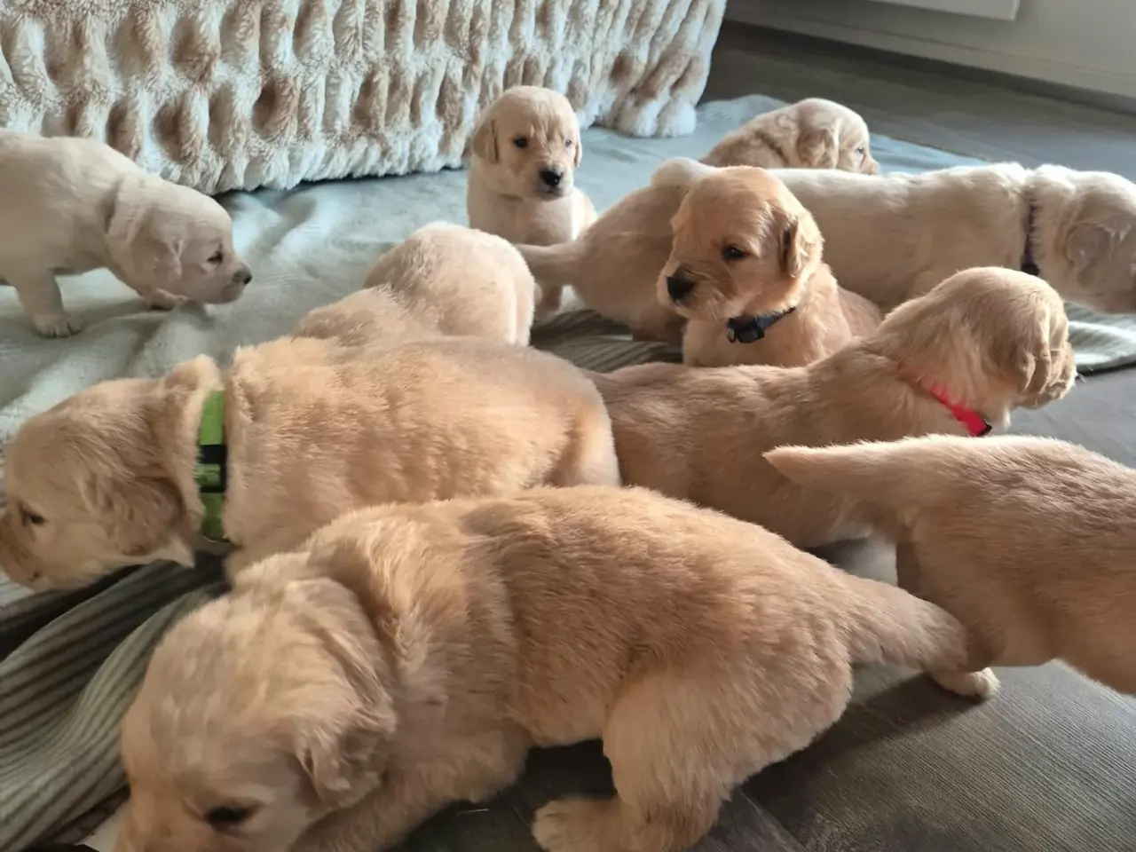 Billede 2 - Kun 4 skønne Golden Retriever hanner tilbage søger