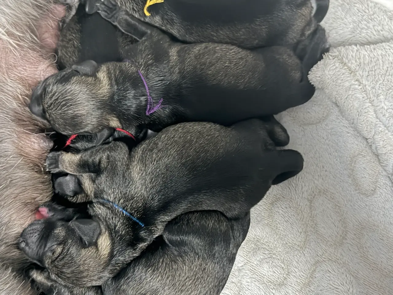 Billede 1 - Miniature Schnauzer – kommende kuld Garywild FCI
