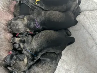 Miniature Schnauzer – kommende kuld Garywild FCI