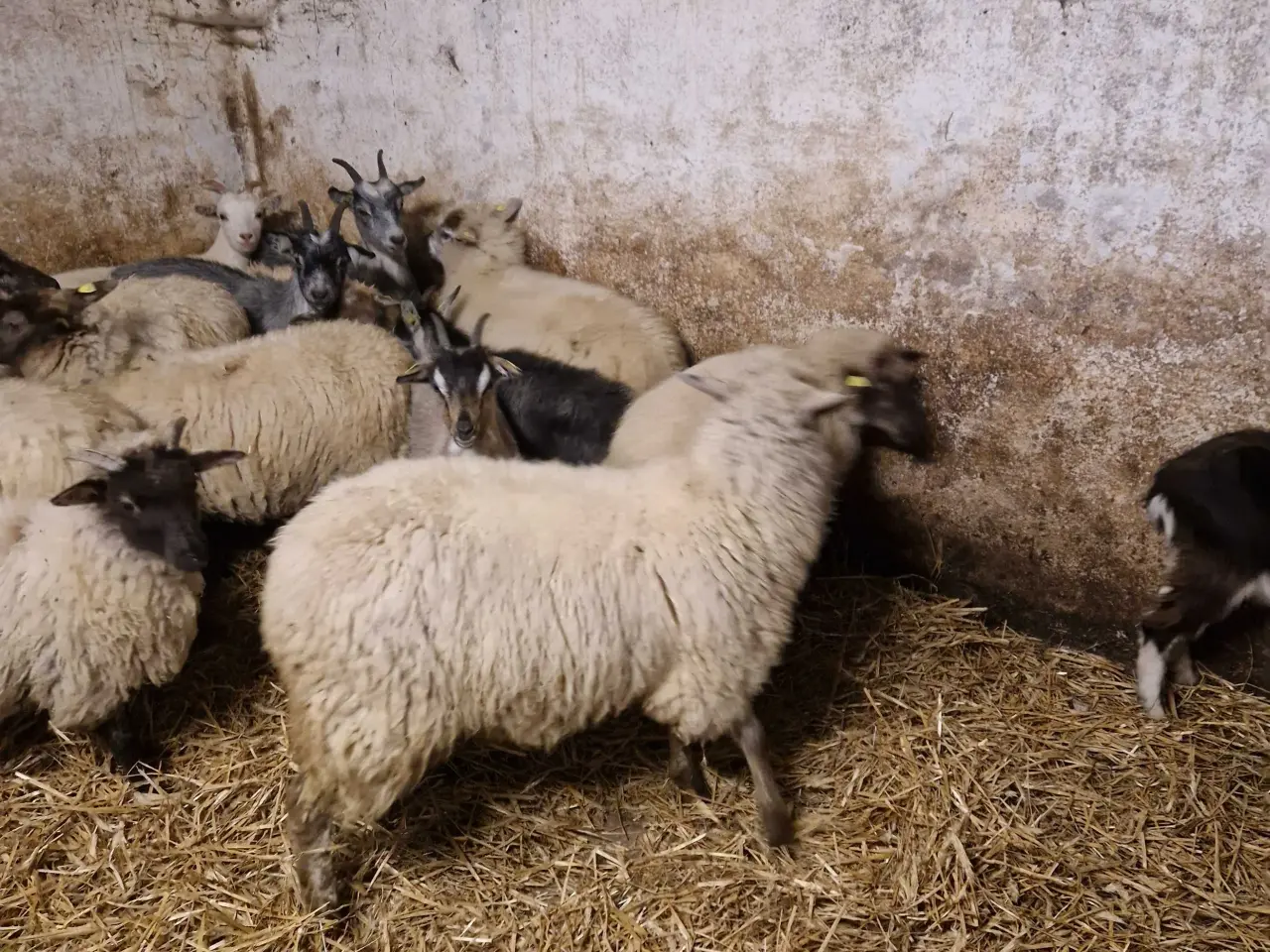 Billede 4 - Landrace gimmerlam 