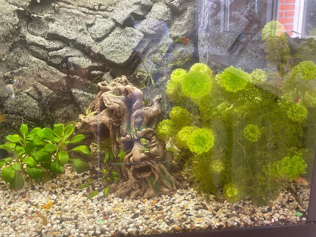 Billede 2 - Juwel akvarie