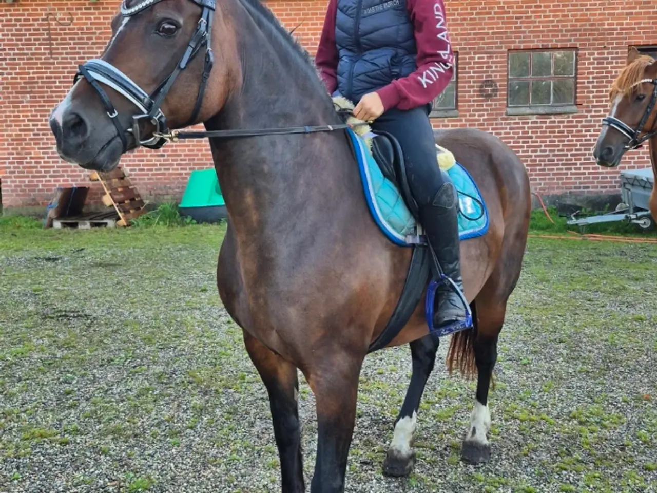 Billede 7 - Sød welsh cob hoppe sælges