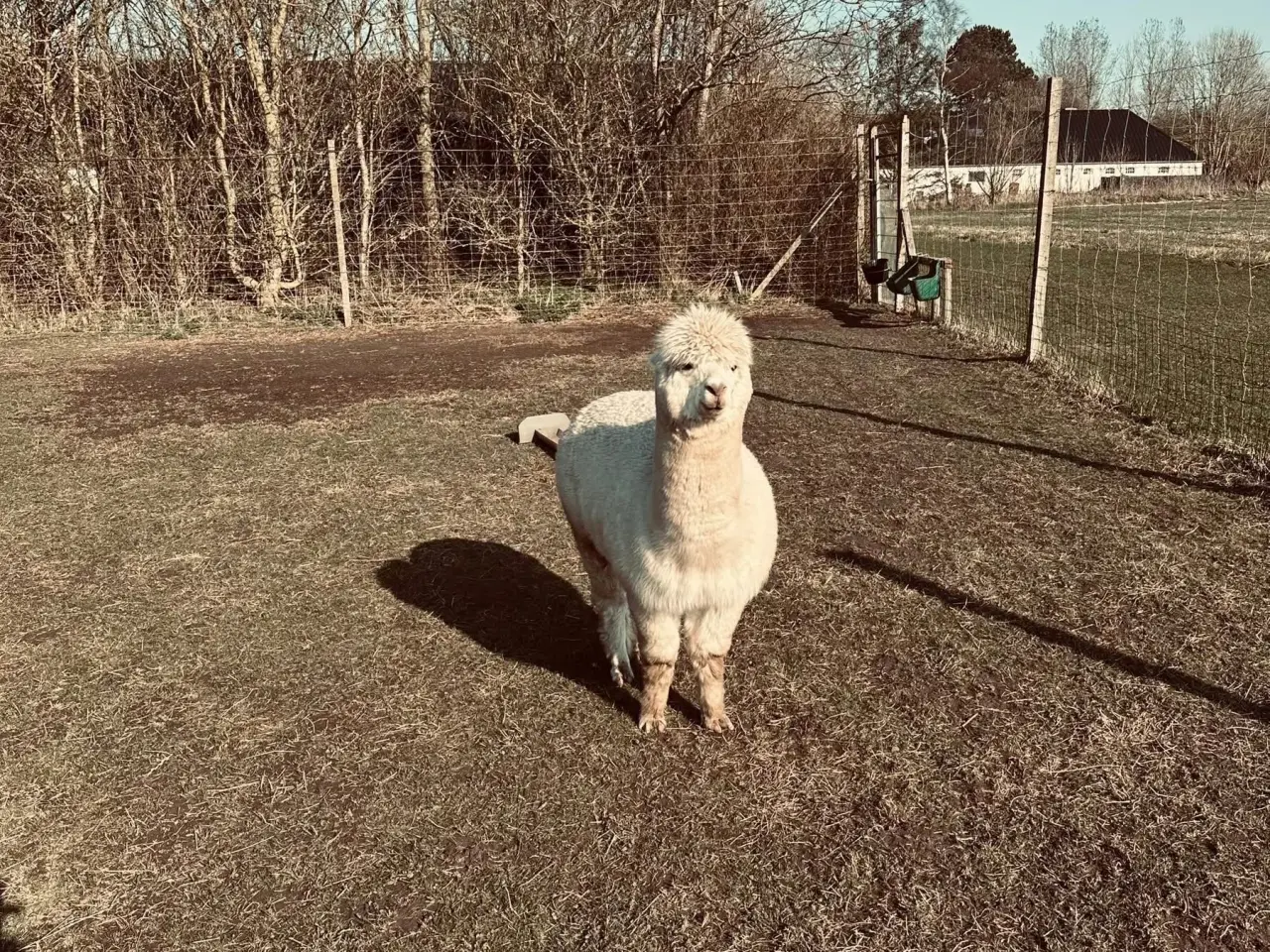 Billede 5 - Alpaca