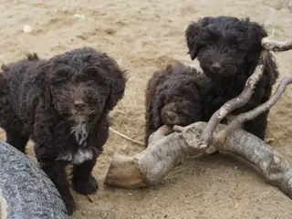 🐾 Skønne Sproodle-hvalpe søger kærlige hjem 🐾 - 2