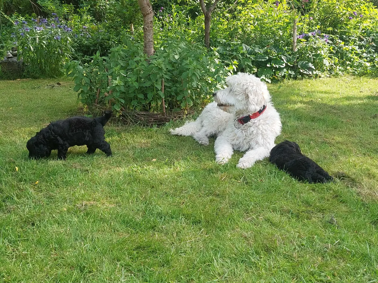 Billede 6 - Bernerdoodle til salg