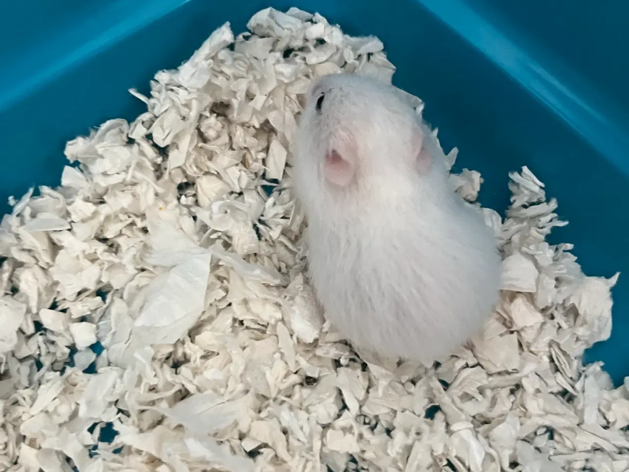 Billede 4 - Guldhamster unger