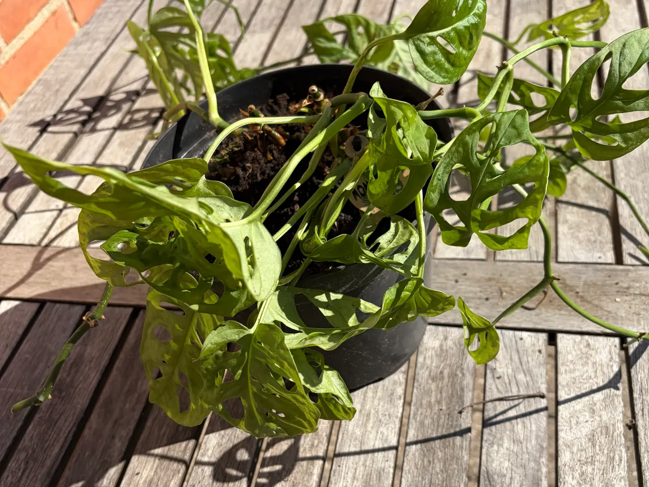 Billede 4 - Stueplante. Monsters Adansonii