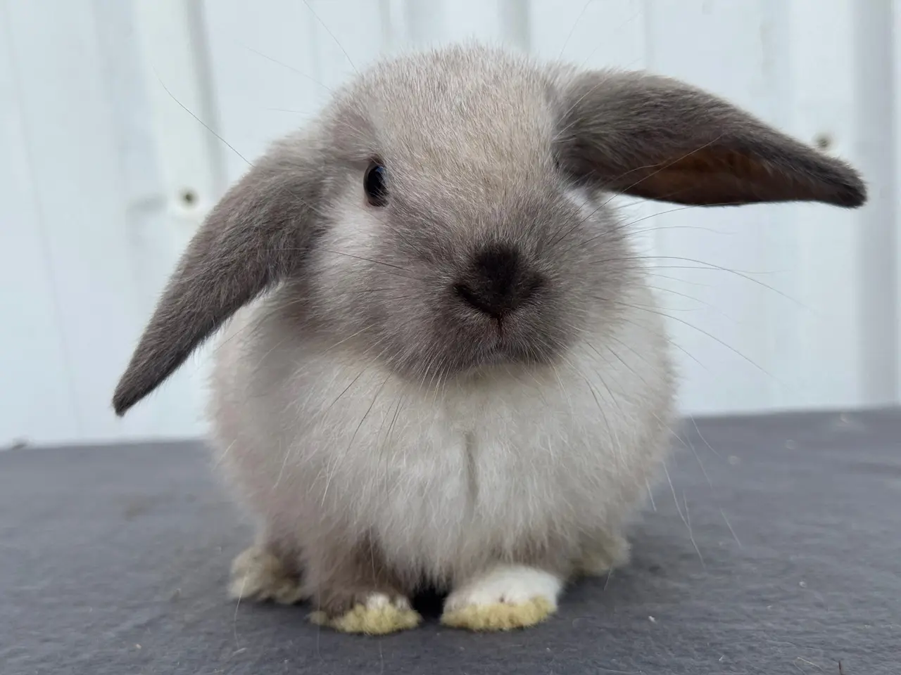 Billede 3 - Mini lop hunkanin