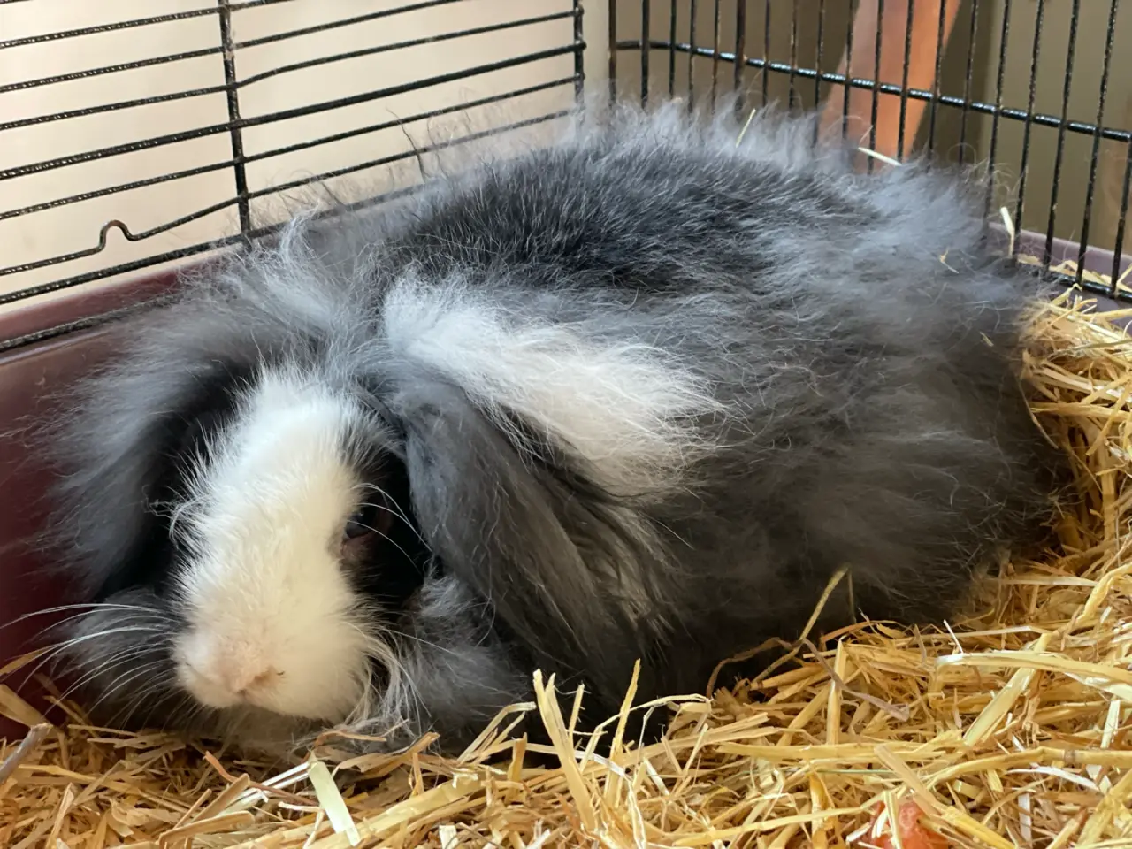 Billede 4 - Lion lop/ min lop