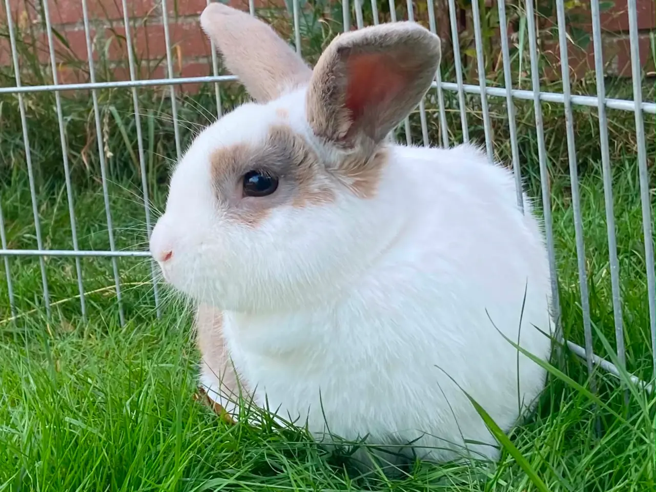 Billede 3 - Sød kanin🥕