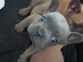Hundehvalpe søger nye hjem