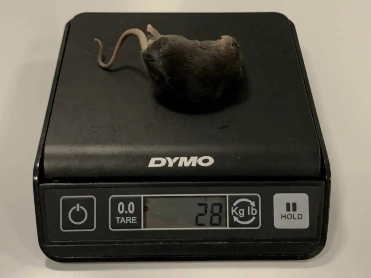 Billede 1 - Mus på frost, voksenmus, 25-50g - 20 stk. 100,-