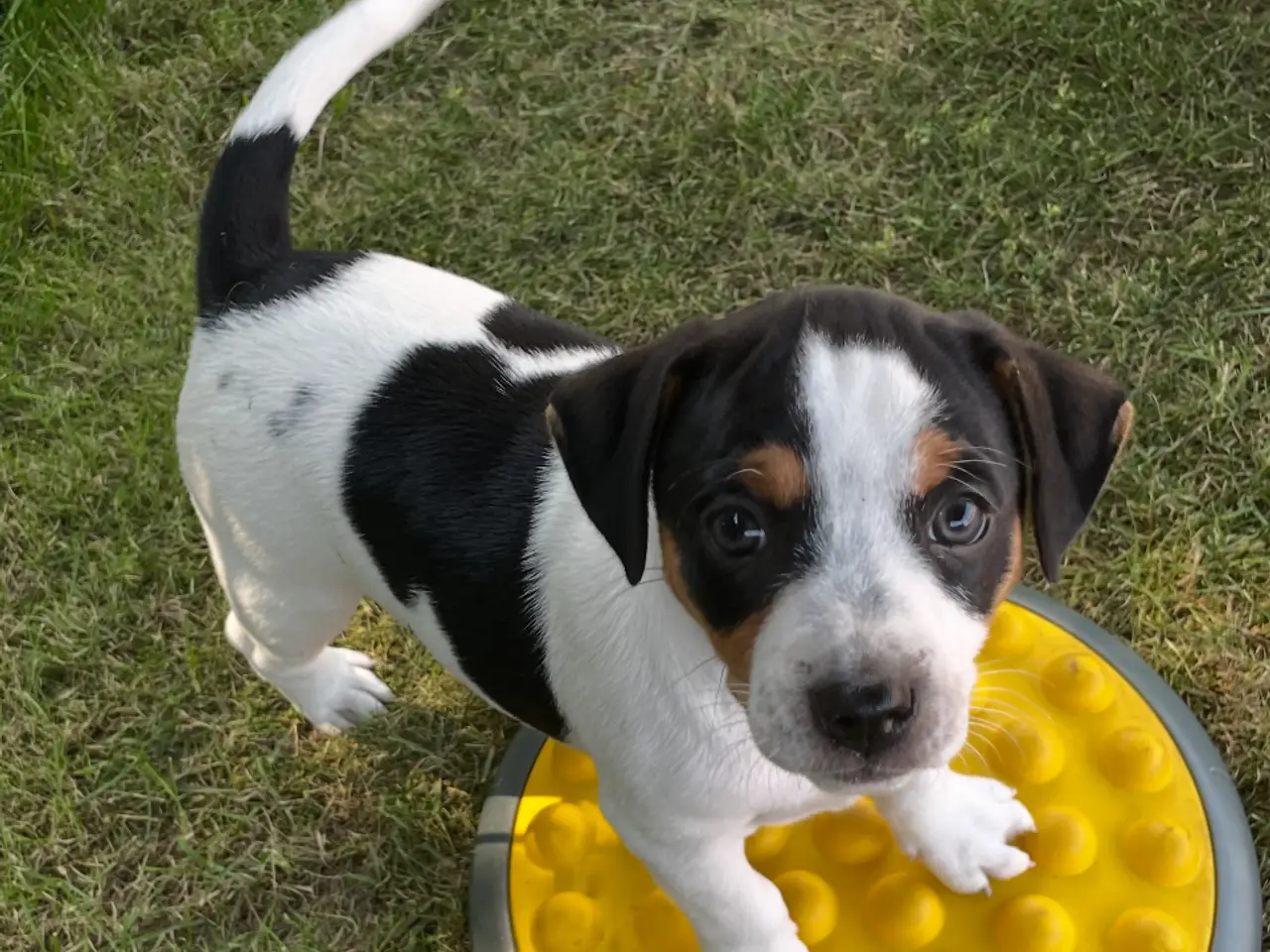 Billede 1 - Dansk svensk gårdhund hvalpe