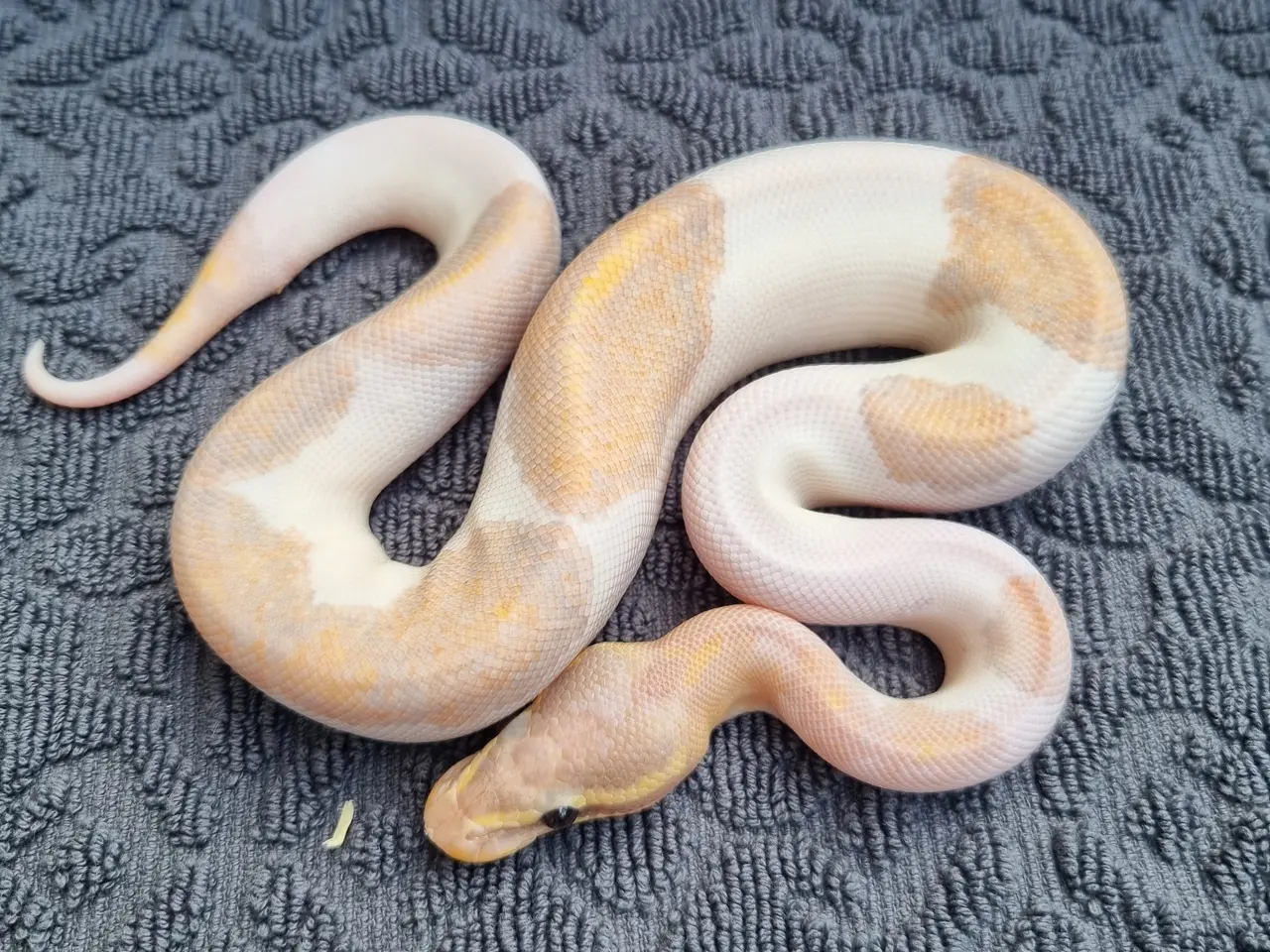 Billede 4 - Kongepython morfer 2026