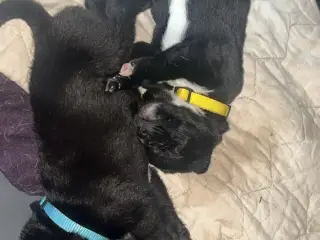 🐾❤️ 6 SKØNNE LABRADOR-BLANDINGSHVALPE SØGER DERES