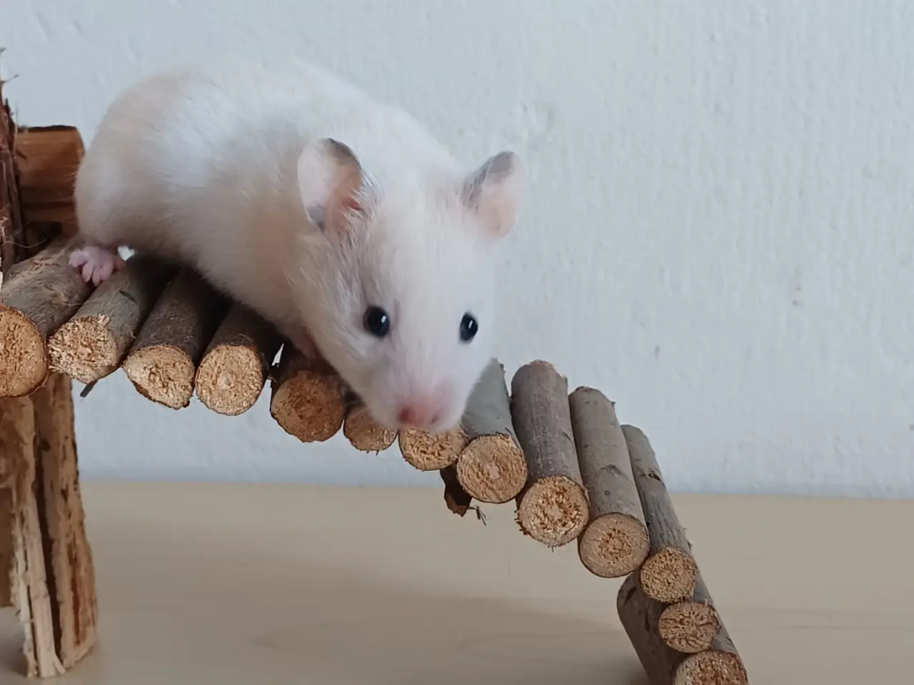 Billede 19 - Guldhamster unger