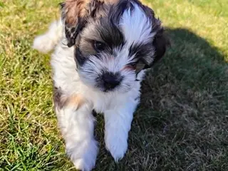 Shih Tzu/Coton de Tulear-hvalpe