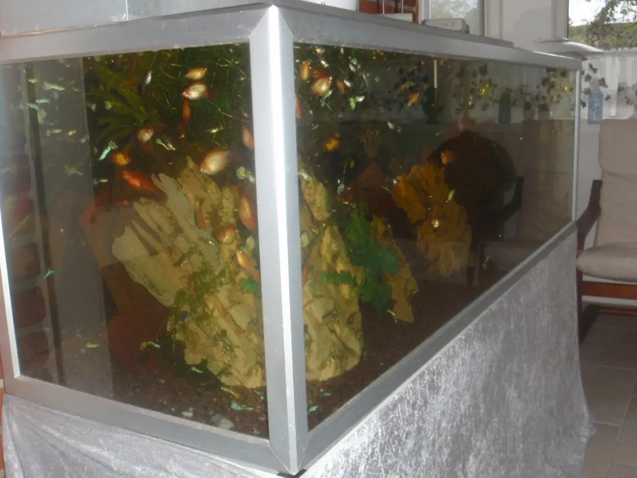 Billede 4 - Stort akvarie 400 liters..