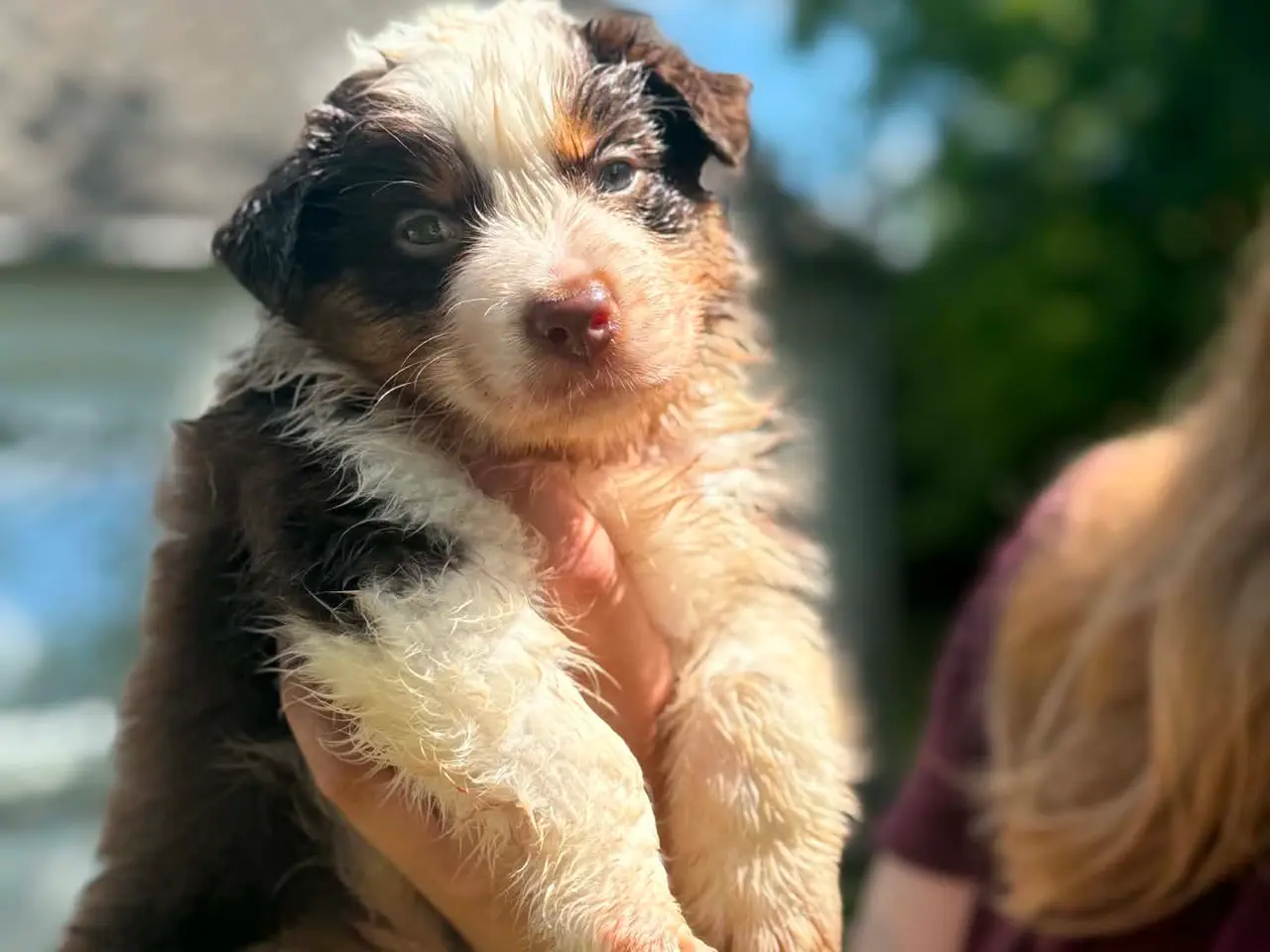 Billede 4 - Ægte Australian Shepherd hvalp 