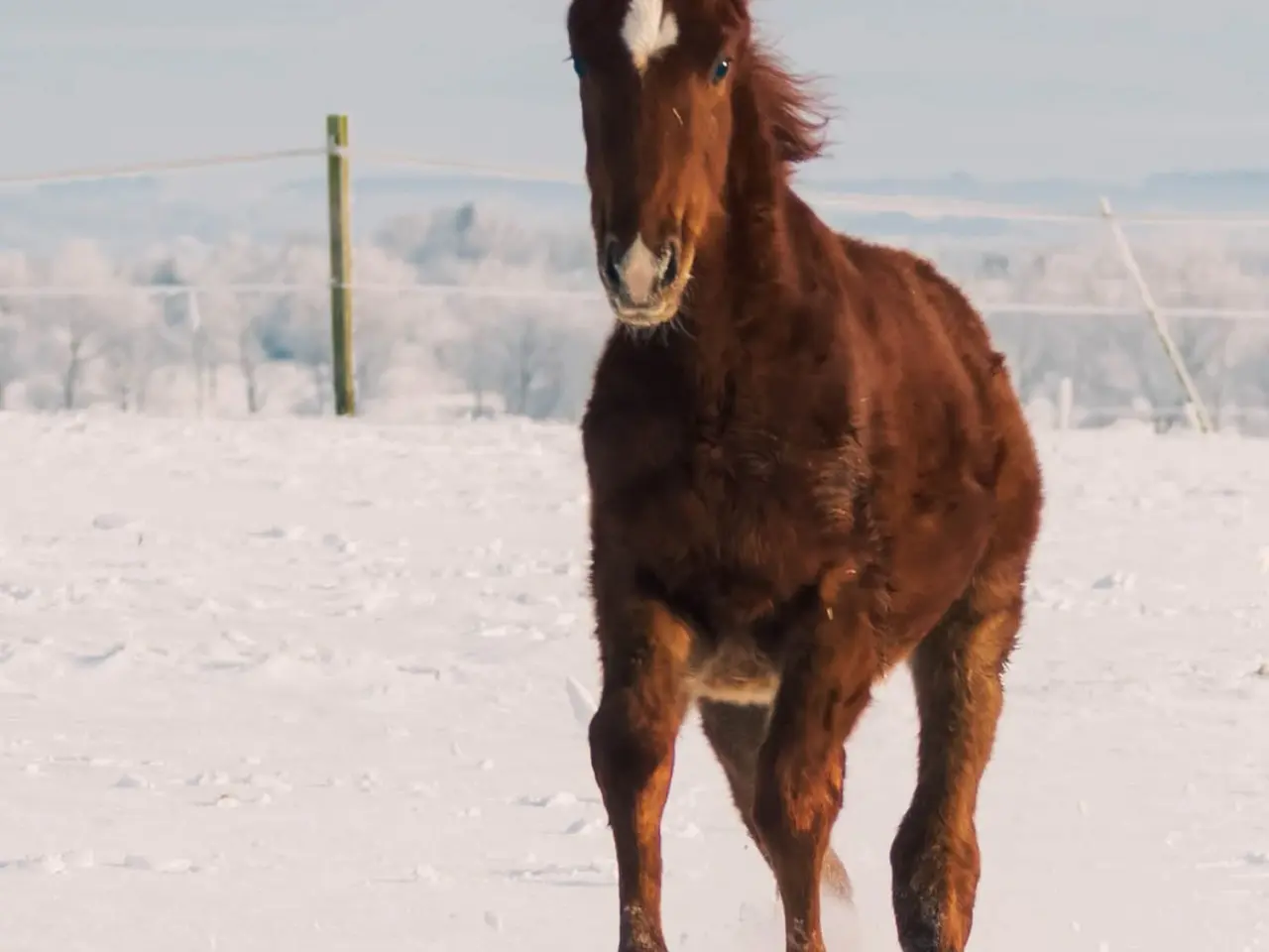 Billede 1 - Skønt Donkey Boy hingsteføl 