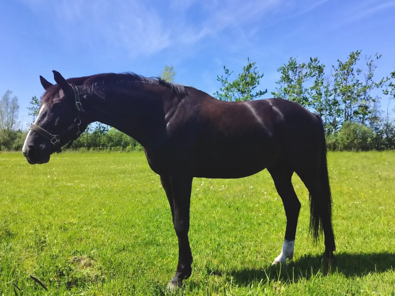 Billede 1 - Smuk glans billede af en vallak