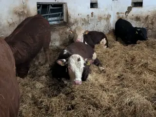 Fravænningskalve købes i jylland